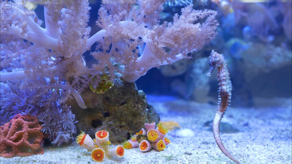 Nature ocean sea sharks dolphins sea turtles and the underwater world in all its glory © Баур Утешов