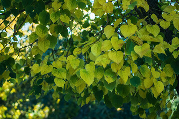 Yellow and green leaves, autumn landscape