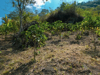 Cafetales de San Agustín: Un Lienzo de Verdes entre las Paredes del Cañón