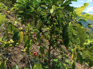 Cafetales de San Agustín: Un Lienzo de Verdes entre las Paredes del Cañón