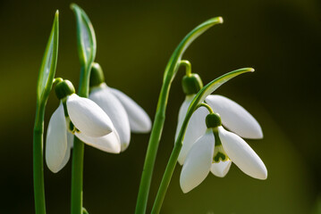 white snowdrop flowers Galanthus nivalis growth in snow. Beautiful spring natural green background. early spring season concept First flowers postcard march 8 forest spring sun bloom copy space 