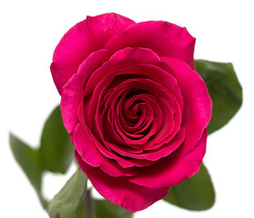 red rose on white background