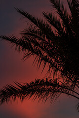 Fototapeta na wymiar palm leaves against the backdrop of a sunset