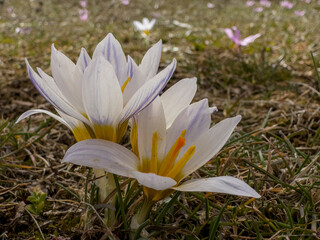 white saffron flower growing with spring season in nature