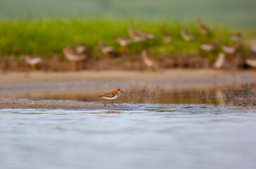 water bird in its natural environment, Curlew Sandpiper, Calidris ferruginea