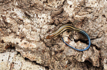 Japanese five-lined skink in the bark of a tree.
