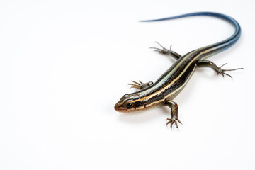 Naklejka premium Japanese five-lined skink on White Background
