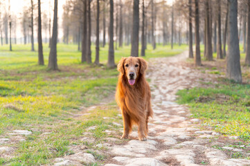 Golden Retriever on the grass in the countryside