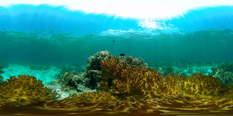 Naklejka na ściany i meble Tropical coral reef and fishes underwater. Tropical fishes and coral reef underwater. Travel vacation concept. Philippines. Virtual Reality 360.