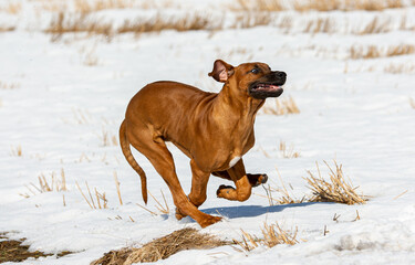 Rhodesian Ridgeback dog running in the snow