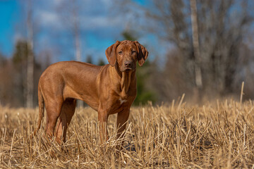 brown rhodesian ridgeback dog in the grass on a sunny summer day on a warm spring morning