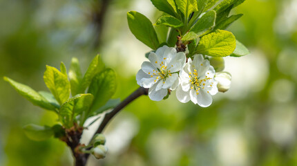 Flowers on a plum tree in spring.