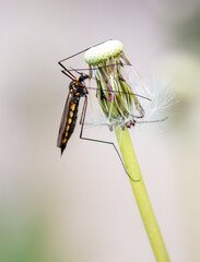 Large mosquito on a dandelion in nature.