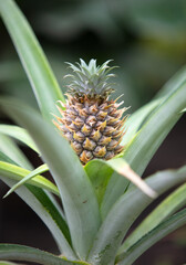 Fototapeta premium Pineapple fruit on a plant in a vegetable garden.