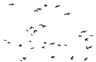 Flock of raven birds isolated on white