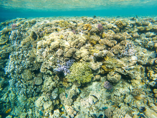 Coral reef under sea water.