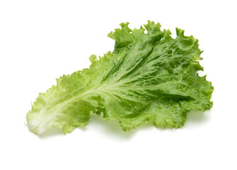 fresh green lettuce salad leaves isolated on white background