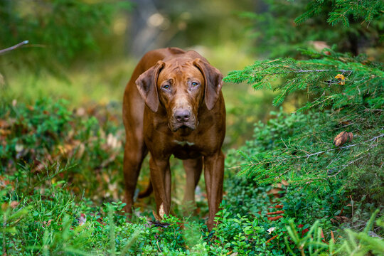 portrait of beautiful rhodesian ridgeback dog