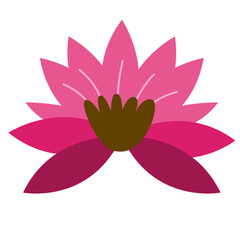 Paper Flower plant botanical
