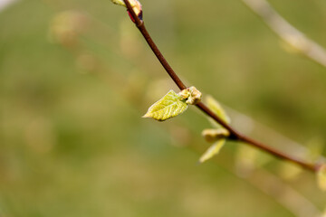 Small leaf on branch in spring