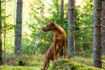 rhodesian ridgeback dog on a green lawn with a beautiful background
