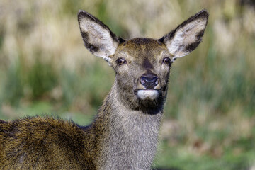 deer in the forest