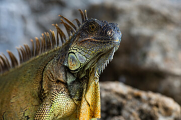 Green iguana, American iguana, herbivorous species of lizard of the genus Iguana.