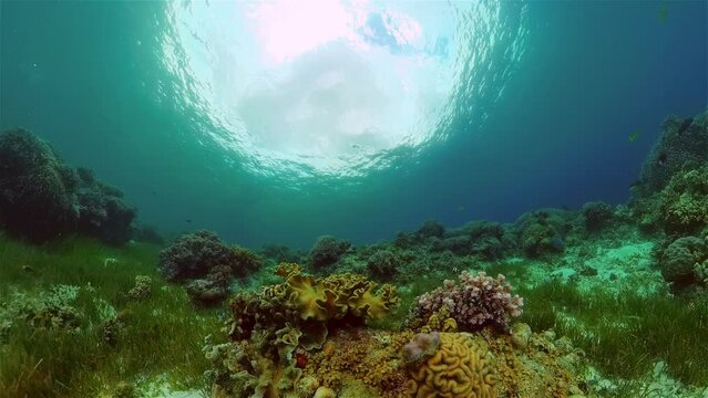 Tropical fishes and coral reef underwater. Hard and soft corals, underwater landscape. Travel vacation concept. Philippines.