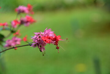 Clerodendrum thomsoniae is a species of flowering plant in the genus Clerodendrum of the family Lamiaceae