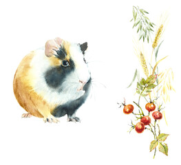 Guinea pig. Watercolor hand drawn illustration - 576938142