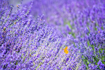 Fototapeta premium Lavender field
