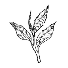 A young shoot of a tea bush. Organic drink. Vector element in graphic style. Tea leaf for packaging design, logo.