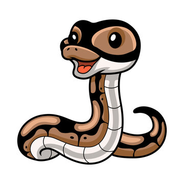Cute ball python snake cartoon