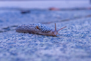 close up of a slug