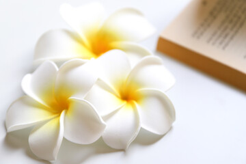 プルメリア　南国イメージ