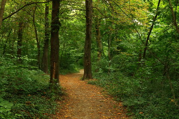 Obraz premium path in the forest