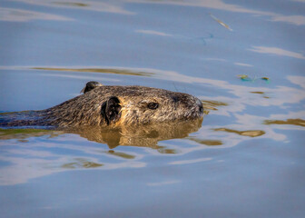 Nutria in the water.