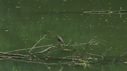 bird on the water