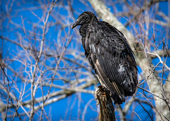 Black Vulture over Clear Creek in Pearland, Texas.