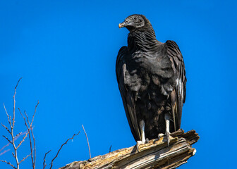 Black Vulture over Clear Creek in Shadow Creek Ranch Nature Park, Pearland, Texas.