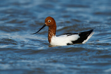 Red-necked Avocet - Recurvirostra novaehollandiae also Australian avocet or Cobbler, cobbler's awl, and painted lady, black and white endemic bird with brown head in the blue water