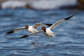 Red-necked Avocet - Recurvirostra novaehollandiae also Australian avocet or Cobbler, cobbler's awl, and painted lady, black and white endemic bird with brown head in the blue water