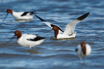 Red-necked Avocet - Recurvirostra novaehollandiae also Australian avocet or Cobbler, cobbler's awl, and painted lady, black and white endemic bird with brown head in the blue water