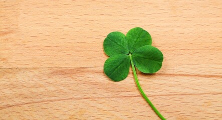 Four-leaf clover on a wooden background. Good luck background.