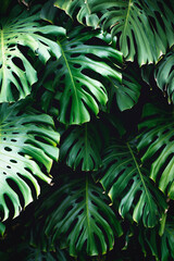  Jungle wall background. Green tropical palm leaves with monstera foliage forest.