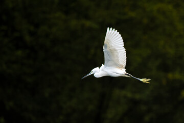  egret in flight