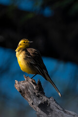 Citrine wagtail on a branch