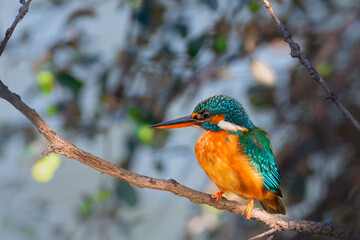 kingfisher on branch