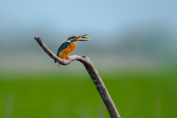 kingfisher on a branch with catch 