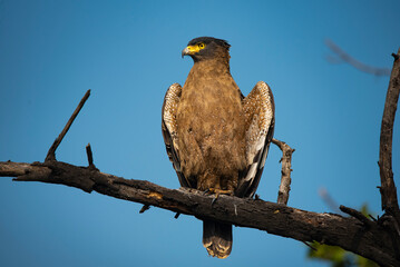 Crested serpent eagle perched on branch